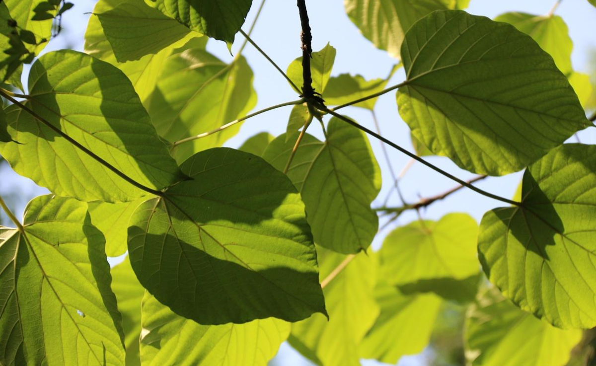 植物电信号 植物电信号